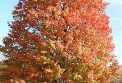 ACER SACCHARINUM (ŞEKER AKÇAAĞACI)